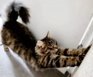 Illustration de l'article : 15 photos de chats s'invitant chez des voisins au hasard et prenant leurs aises