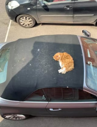 Illustration de l'article : 15 photos de chats s'invitant chez des voisins au hasard et prenant leurs aises