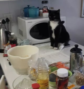 Illustration de l'article : 15 photos de chats s'invitant chez des voisins au hasard et prenant leurs aises