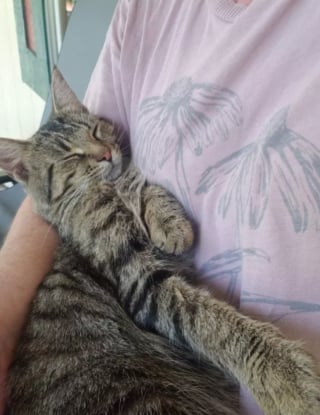Illustration de l'article : 15 photos de chats s'invitant chez des voisins au hasard et prenant leurs aises