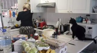 Illustration de l'article : 15 photos de chats s'invitant chez des voisins au hasard et prenant leurs aises