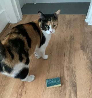 Illustration de l'article : 15 photos de chats s'invitant chez des voisins au hasard et prenant leurs aises
