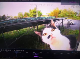 Illustration de l'article : 15 photos de chats s'invitant chez des voisins au hasard et prenant leurs aises