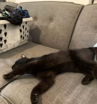 Illustration de l'article : 15 photos de chats s'invitant chez des voisins au hasard et prenant leurs aises