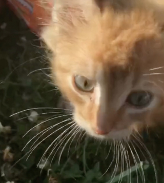 Illustration de l'article : Une joggeuse rencontre un chaton perdu sur son chemin et se donne pour mission de retrouver ses propriétaires (vidéo)
