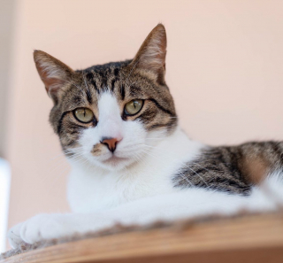 Illustration de l'article : Smokey, le chat globe-trotter qui a conquis 3 pays en 3 ans à la recherche de la famille idéale