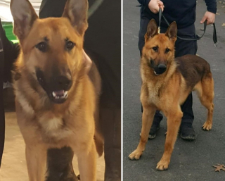 Illustration de l'article : Un chien policier lutte courageusement pour rester en vie après avoir subi 12 coups de couteau en intervention
