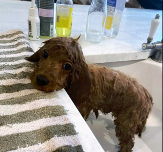 Illustration de l'article : 14 photos capturant les réactions des chiots lors de leur premier bain