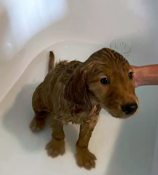 Illustration de l'article : 14 photos capturant les réactions des chiots lors de leur premier bain