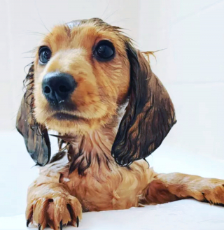 Illustration de l'article : 14 photos capturant les réactions des chiots lors de leur premier bain