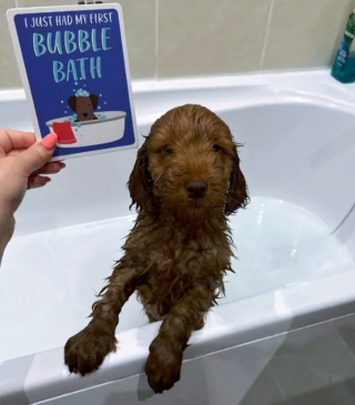 Illustration de l'article : 14 photos capturant les réactions des chiots lors de leur premier bain