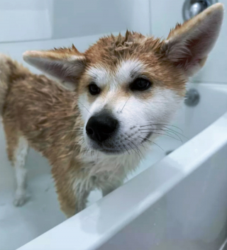 Illustration de l'article : 14 photos capturant les réactions des chiots lors de leur premier bain