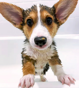 Illustration de l'article : 14 photos capturant les réactions des chiots lors de leur premier bain