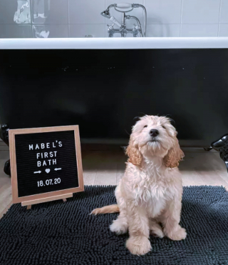 Illustration de l'article : 14 photos capturant les réactions des chiots lors de leur premier bain