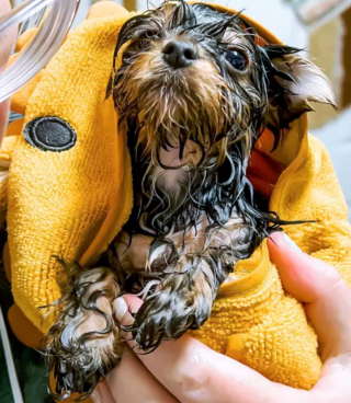 Illustration de l'article : 14 photos capturant les réactions des chiots lors de leur premier bain