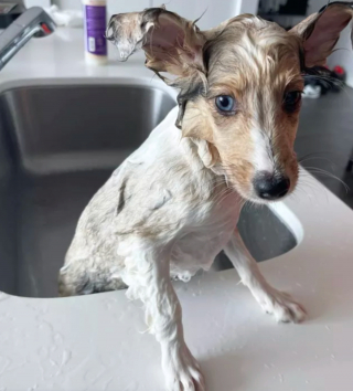 Illustration de l'article : 14 photos capturant les réactions des chiots lors de leur premier bain