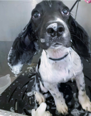 Illustration de l'article : 14 photos capturant les réactions des chiots lors de leur premier bain