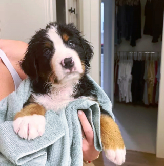 Illustration de l'article : 14 photos capturant les réactions des chiots lors de leur premier bain