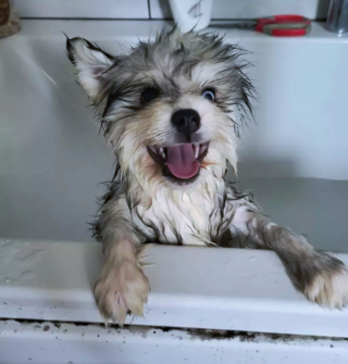 Illustration de l'article : 14 photos capturant les réactions des chiots lors de leur premier bain