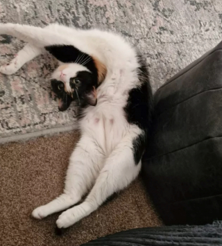 Illustration de l'article : 14 photos hilarantes de chats prouvant que l'humour félin n'a pas son égal