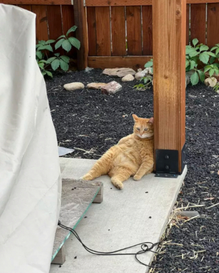 Illustration de l'article : 14 photos hilarantes de chats prouvant que l'humour félin n'a pas son égal