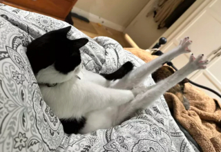 Illustration de l'article : 14 photos hilarantes de chats prouvant que l'humour félin n'a pas son égal