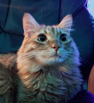 Illustration de l'article : 14 photos hilarantes de chats prouvant que l'humour félin n'a pas son égal