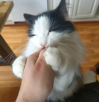 Illustration de l'article : 14 photos hilarantes de chats prouvant que l'humour félin n'a pas son égal