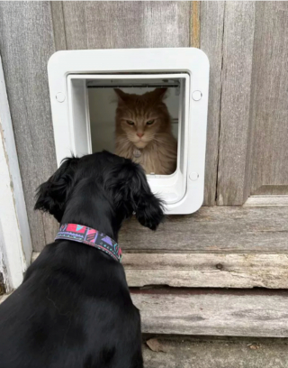 Illustration de l'article : 14 photos hilarantes de chats prouvant que l'humour félin n'a pas son égal