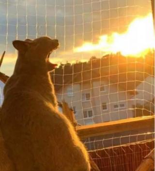 Illustration de l'article : 14 photos hilarantes de chats prouvant que l'humour félin n'a pas son égal