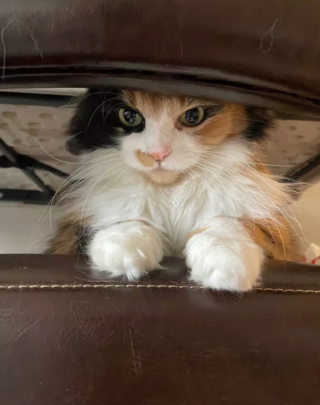 Illustration de l'article : 14 photos hilarantes de chats prouvant que l'humour félin n'a pas son égal