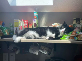 Illustration de l'article : 14 photos hilarantes de chats prouvant que l'humour félin n'a pas son égal