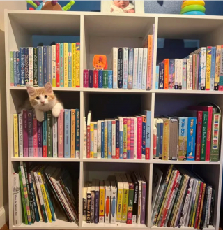 Illustration de l'article : 14 photos hilarantes de chats prouvant que l'humour félin n'a pas son égal