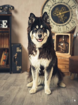Illustration de l'article : 20 sublimes portraits de chiens rendant hommage à ces stars incontestées de nos vies
