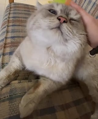 Illustration de l'article : De l'abandon à l'affection : un chat effectue un long voyage et une étonnante transformation pour changer de vie