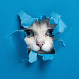 Illustration de l'article : 20 photos surprenantes et originales de chats traversant un mur de papier