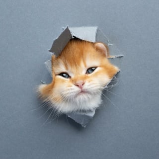 Illustration de l'article : 20 photos surprenantes et originales de chats traversant un mur de papier