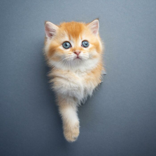 Illustration de l'article : 20 photos surprenantes et originales de chats traversant un mur de papier