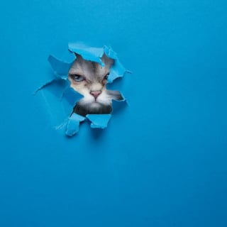 Illustration de l'article : 20 photos surprenantes et originales de chats traversant un mur de papier