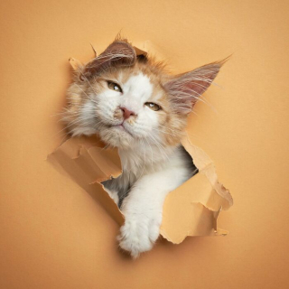 Illustration de l'article : 20 photos surprenantes et originales de chats traversant un mur de papier