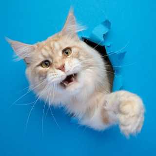 Illustration de l'article : 20 photos surprenantes et originales de chats traversant un mur de papier