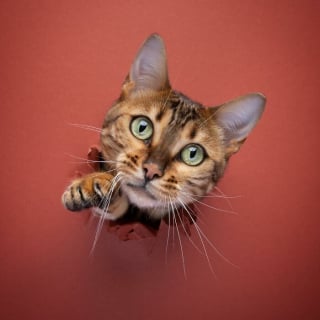 Illustration de l'article : 20 photos surprenantes et originales de chats traversant un mur de papier