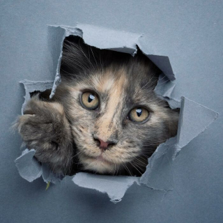 Illustration de l'article : 20 photos surprenantes et originales de chats traversant un mur de papier