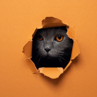Illustration de l'article : 20 photos surprenantes et originales de chats traversant un mur de papier