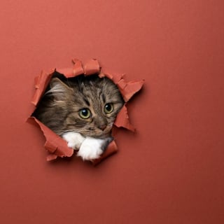 Illustration de l'article : 20 photos surprenantes et originales de chats traversant un mur de papier