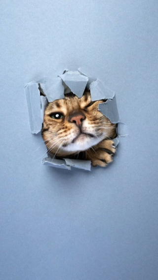 Illustration de l'article : 20 photos surprenantes et originales de chats traversant un mur de papier