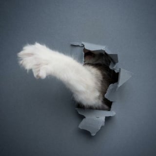 Illustration de l'article : 20 photos surprenantes et originales de chats traversant un mur de papier