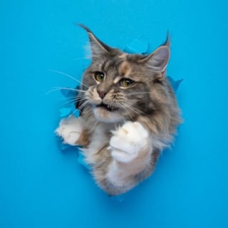Illustration de l'article : 20 photos surprenantes et originales de chats traversant un mur de papier