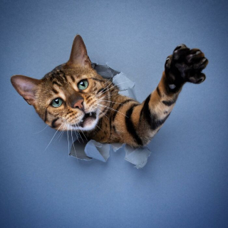 Illustration de l'article : 20 photos surprenantes et originales de chats traversant un mur de papier