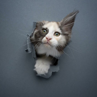 Illustration de l'article : 20 photos surprenantes et originales de chats traversant un mur de papier